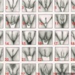 Vulva Pussy Types